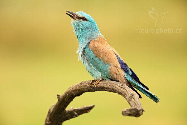 Mandelík hajní (Coracius garrulus), Mandelík hajní (Coracius garrulus) European Roller, Autor: Ondřej Prosický | NaturePhoto.cz, Model: Canon EOS 5D Mark II, Objektiv: Canon EF 500mm f/4 L IS USM, Ohnisková vzdálenost (EQ35mm): 700 mm, stativ Gitzo, Clona: 6.3, Doba expozice: 1/125 s, ISO: 200, Kompenzace expozice: +2/3, Blesk: Ne, Vytvořeno: 19. června 2010 10:18:27, Hortobágyi Nemzeti Park (Maďarsko)