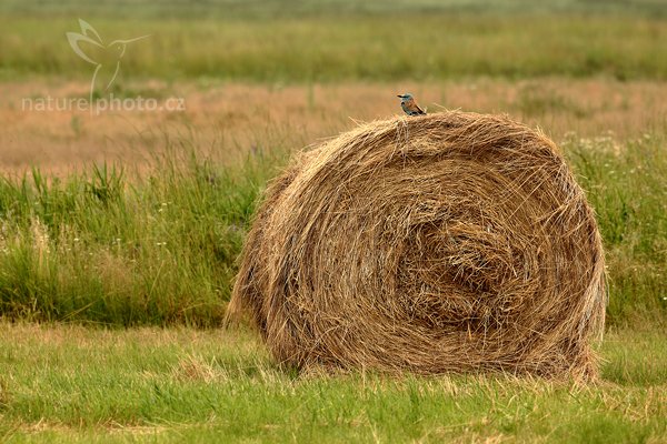 Mandelík hajní (Coracius garrulus), Mandelík hajní (Coracius garrulus) European Roller, Autor: Ondřej Prosický | NaturePhoto.cz, Model: Canon EOS 5D Mark II, Objektiv: Canon EF 500mm f/4 L IS USM, Ohnisková vzdálenost (EQ35mm): 500 mm, stativ Gitzo, Clona: 9.0, Doba expozice: 1/15 s, ISO: 100, Kompenzace expozice: +1/3, Blesk: Ne, Vytvořeno: 18. června 2010 11:17:04, Hortobágyi Nemzeti Park (Maďarsko) 