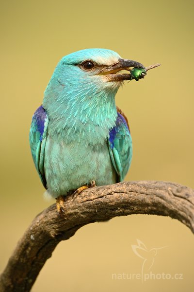 Mandelík hajní (Coracius garrulus), Mandelík hajní (Coracius garrulus) European Roller, Autor: Ondřej Prosický | NaturePhoto.cz, Model: Canon EOS-1D Mark III, Objektiv: Canon EF 500mm f/4 L IS USM, Ohnisková vzdálenost (EQ35mm): 650 mm, stativ Gitzo, Clona: 6.3, Doba expozice: 1/250 s, ISO: 250, Kompenzace expozice: +2/3, Blesk: Ne, Vytvořeno: 18. června 2010 8:53:49, Hortobágyi Nemzeti Park (Maďarsko) 