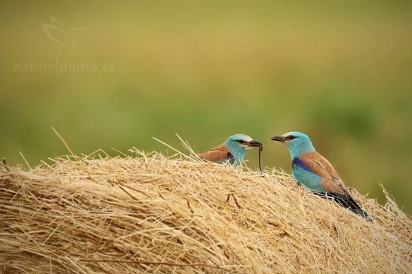 Mandelík hajní (Coracius garrulus), Mandelík hajní (Coracius garrulus) European Roller, Autor: Ondřej Prosický | NaturePhoto.cz, Model: Canon EOS 5D Mark II, Objektiv: Canon EF 500mm f/4 L IS USM, Ohnisková vzdálenost (EQ35mm): 500 mm, stativ Gitzo, Clona: 5.6, Doba expozice: 1/400 s, ISO: 800, Kompenzace expozice: +1/3, Blesk: Ne, Vytvořeno: 18. června 2010 11:00:25, Hortobágyi Nemzeti Park (Maďarsko)