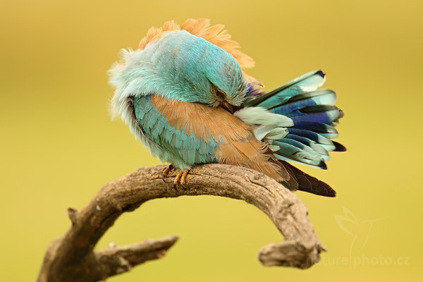 Mandelík hajní (Coracius garrulus), Mandelík hajní (Coracius garrulus) European Roller, Autor: Ondřej Prosický | NaturePhoto.cz, Model: Canon EOS 5D Mark II, Objektiv: Canon EF 500mm f/4 L IS USM, Ohnisková vzdálenost (EQ35mm): 700 mm, stativ Gitzo, Clona: 6.3, Doba expozice: 1/125 s, ISO: 200, Kompenzace expozice: +2/3, Blesk: Ne, Vytvořeno: 19. června 2010 10:18:23, Hortobágyi Nemzeti Park (Maďarsko) 