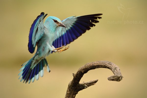 Mandelík hajní (Coracius garrulus), Mandelík hajní (Coracius garrulus) European Roller, Autor: Ondřej Prosický | NaturePhoto.cz, Model: Canon EOS 5D Mark II, Objektiv: Canon EF 500mm f/4 L IS USM, Ohnisková vzdálenost (EQ35mm): 500 mm, stativ Gitzo, Clona: 7.1, Doba expozice: 1/800 s, ISO: 640, Kompenzace expozice: 0, Blesk: Ne, Vytvořeno: 18. června 2010 9:10:27, Hortobágyi Nemzeti Park (Maďarsko)