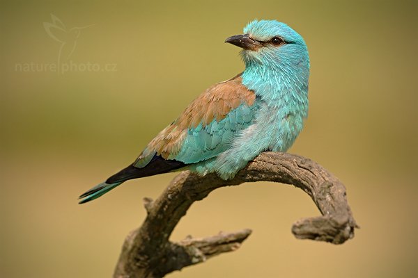 Mandelík hajní (Coracius garrulus), Mandelík hajní (Coracius garrulus) European Roller, Autor: Ondřej Prosický | NaturePhoto.cz, Model: Canon EOS-1D Mark III, Objektiv: Canon EF 500mm f/4 L IS USM, Ohnisková vzdálenost (EQ35mm): 650 mm, stativ Gitzo, Clona: 6.3, Doba expozice: 1/320 s, ISO: 250, Kompenzace expozice: +2/3, Blesk: Ne, Vytvořeno: 18. června 2010 9:02:38, Hortobágyi Nemzeti Park (Maďarsko) 