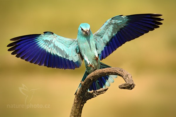 Mandelík hajní (Coracius garrulus), Mandelík hajní (Coracius garrulus) European Roller, Autor: Ondřej Prosický | NaturePhoto.cz, Model: Canon EOS 5D Mark II, Objektiv: Canon EF 500mm f/4 L IS USM, Ohnisková vzdálenost (EQ35mm): 500 mm, stativ Gitzo, Clona: 9.0, Doba expozice: 1/800 s, ISO: 800, Kompenzace expozice: 0, Blesk: Ne, Vytvořeno: 18. června 2010 9:27:33, Hortobágyi Nemzeti Park (Maďarsko)