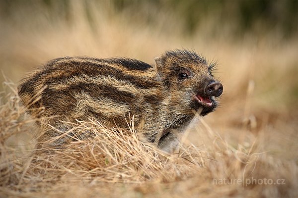 Prase divoké (Sus scrofa), Prase divoké (Sus scrofa) Wild boar, Autor: Ondřej Prosický | NaturePhoto.cz, Model: Canon EOS-1D Mark III, Objektiv: Canon EF 200mm f/2.8 L USM, Ohnisková vzdálenost (EQ35mm): 260 mm, stativ Gitzo, Clona: 4.5, Doba expozice: 1/800 s, ISO: 500, Kompenzace expozice: 0, Blesk: Ne, Vytvořeno: 13. listopadu 2010 12:34:27, zvíře v lidské péči, Herálec, Vysočina (Česko) 