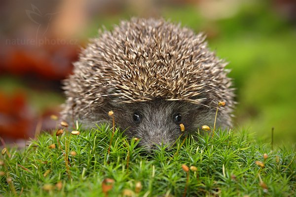 Ježek obecný (Erinaceus europaeus), Ježek obecný (Erinaceus europaeus) West European Hedgehog, Autor: Ondřej Prosický | NaturePhoto.cz, Model: Canon EOS-1D Mark III, Objektiv: Canon EF 200mm f/2.8 L USM, Ohnisková vzdálenost (EQ35mm): 260 mm, stativ Gitzo, Clona: 5.6, Doba expozice: 1/200 s, ISO: 1000, Kompenzace expozice: -2/3, Blesk: Ano, Vytvořeno: 13. listopadu 2010 11:42:12, zvíře v lidské péči, Herálec, Vysočina (Česko)