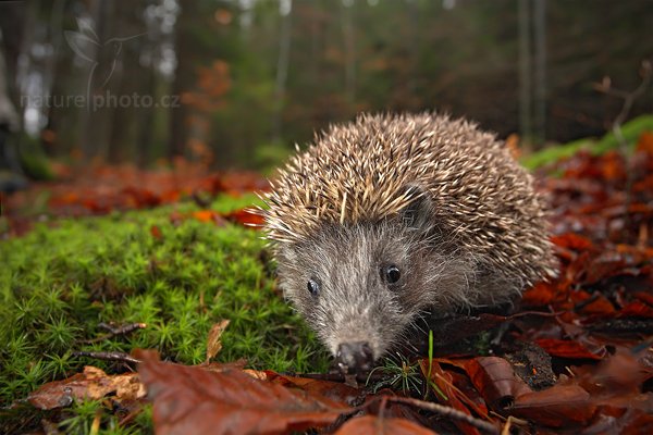 Ježek obecný (Erinaceus europaeus), Ježek obecný (Erinaceus europaeus) West European Hedgehog, Autor: Ondřej Prosický | NaturePhoto.cz, Model: Canon EOS-1D Mark III, Objektiv: Canon EF 17-40mm f/4 L USM, Ohnisková vzdálenost (EQ35mm): 26 mm, stativ Gitzo, Clona: 5.6, Doba expozice: 1/100 s, ISO: 1000, Kompenzace expozice: -2/3, Blesk: Ano, Vytvořeno: 13. listopadu 2010 11:38:39, zvíře v lidské péči, Herálec, Vysočina (Česko)