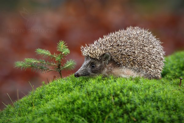 Ježek obecný (Erinaceus europaeus), Ježek obecný (Erinaceus europaeus) West European Hedgehog, Autor: Ondřej Prosický | NaturePhoto.cz, Model: Canon EOS-1D Mark III, Objektiv: Canon EF 200mm f/2.8 L USM, Ohnisková vzdálenost (EQ35mm): 260 mm, stativ Gitzo, Clona: 4.5, Doba expozice: 1/200 s, ISO: 800, Kompenzace expozice: -2/3, Blesk: Ano, Vytvořeno: 13. listopadu 2010 11:25:57, zvíře v lidské péči, Herálec, Vysočina (Česko) 