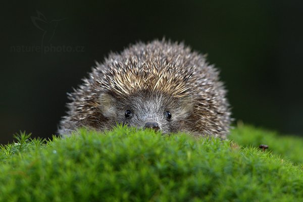 Ježek obecný (Erinaceus europaeus), Ježek obecný (Erinaceus europaeus) West European Hedgehog, Autor: Ondřej Prosický | NaturePhoto.cz, Model: Canon EOS-1D Mark III, Objektiv: Canon EF 200mm f/2.8 L USM, Ohnisková vzdálenost (EQ35mm): 260 mm, stativ Gitzo, Clona: 5.0, Doba expozice: 1/125 s, ISO: 800, Kompenzace expozice: -2/3, Blesk: Ano, Vytvořeno: 13. listopadu 2010 11:23:24, zvíře v lidské péči, Herálec, Vysočina (Česko)