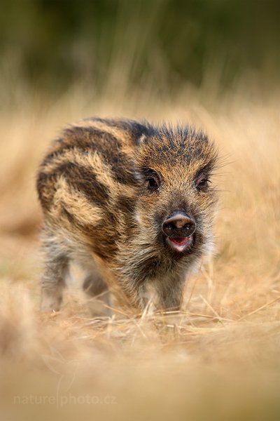 Prase divoké (Sus scrofa), Prase divoké (Sus scrofa) Wild boar, Autor: Ondřej Prosický | NaturePhoto.cz, Model: Canon EOS-1D Mark III, Objektiv: Canon EF 200mm f/2.8 L USM, Ohnisková vzdálenost (EQ35mm): 260 mm, stativ Gitzo, Clona: 4.5, Doba expozice: 1/500 s, ISO: 500, Kompenzace expozice: 0, Blesk: Ne, Vytvořeno: 13. listopadu 2010 12:37:25, zvíře v lidské péči, Herálec, Vysočina (Česko) 