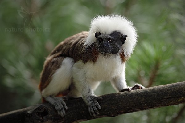 Tamarín pinčí (Saguinus oedipus), Tamarín pinčí (Saguinus oedipus) Cottontop Tamarin, Autor: Ondřej Prosický | NaturePhoto.cz, Model: Canon EOS 5D Mark II, Objektiv: Canon EF 200mm f/2.8 L USM, Ohnisková vzdálenost (EQ35mm): 500 mm, stativ Gitzo, Clona: 4.5, Doba expozice: 1/800 s, ISO: 800, Kompenzace expozice: -1/3, Blesk: Ano, Vytvořeno: 14. srpna 2010 11:07:25, ZOO Jihlava (Česko)