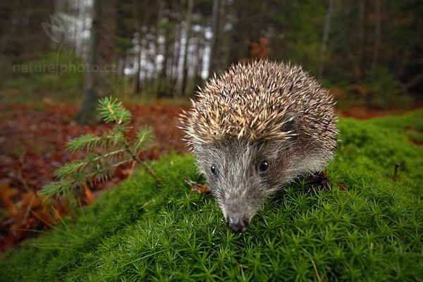 Ježek obecný (Erinaceus europaeus), Ježek obecný (Erinaceus europaeus) West European Hedgehog, Autor: Ondřej Prosický | NaturePhoto.cz, Model: Canon EOS-1D Mark III, Objektiv: Canon EF 17-40mm f/4 L USM, Ohnisková vzdálenost (EQ35mm): 22 mm, stativ Gitzo, Clona: 5.6, Doba expozice: 1/125 s, ISO: 1000, Kompenzace expozice: -2/3, Blesk: Ano, Vytvořeno: 13. listopadu 2010 11:33:21, zvíře v lidské péči, Herálec, Vysočina (Česko)