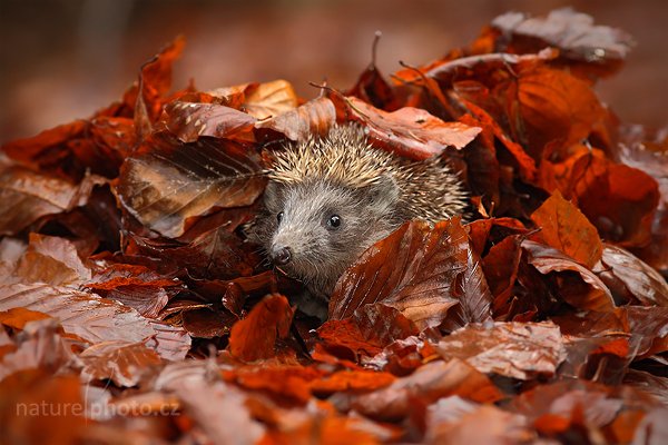 Ježek obecný (Erinaceus europaeus), Ježek obecný (Erinaceus europaeus) West European Hedgehog, Autor: Ondřej Prosický | NaturePhoto.cz, Model: Canon EOS-1D Mark III, Objektiv: Canon EF 200mm f/2.8 L USM, Ohnisková vzdálenost (EQ35mm): 260 mm, stativ Gitzo, Clona: 5.6, Doba expozice: 1/200 s, ISO: 1000, Kompenzace expozice: -2/3, Blesk: Ano, Vytvořeno: 13. listopadu 2010 11:47:15, zvíře v lidské péči, Herálec, Vysočina (Česko)