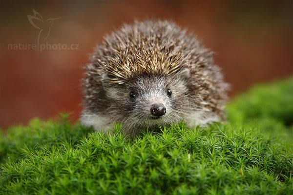 Ježek obecný (Erinaceus europaeus), Ježek obecný (Erinaceus europaeus) West European Hedgehog, Autor: Ondřej Prosický | NaturePhoto.cz, Model: Canon EOS-1D Mark III, Objektiv: Canon EF 200mm f/2.8 L USM, Ohnisková vzdálenost (EQ35mm): 260 mm, stativ Gitzo, Clona: 4.5, Doba expozice: 1/300 s, ISO: 800, Kompenzace expozice: -2/3, Blesk: Ano, Vytvořeno: 13. listopadu 2010 11:30:06, zvíře v lidské péči, Herálec, Vysočina (Česko) 