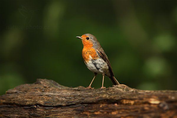 Červenka obecná (Erithacus rubecula), Červenka obecná (Erithacus rubecula) European Robin, Autor: Ondřej Prosický | NaturePhoto.cz, Model: Canon EOS-1D Mark III, Objektiv: Canon EF 500mm f/4 L IS USM, Ohnisková vzdálenost (EQ35mm): 910 mm, stativ Gitzo, Clona: 5.6, Doba expozice: 1/200 s, ISO: 640, Kompenzace expozice: -1, Blesk: Ne, Vytvořeno: 19. června 2010 14:23:32, Debrecen (Maďarsko) 