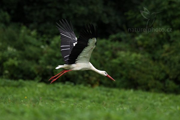 Čáp bílý (Ciconia ciconia), Čáp bílý (Ciconia ciconia) White Stork, Autor: Ondřej Prosický | NaturePhoto.cz, Model: Canon EOS-1D Mark III, Objektiv: Canon EF 500mm f/4 L IS USM, Ohnisková vzdálenost (EQ35mm): 650 mm, stativ Gitzo, Clona: 5.0, Doba expozice: 1/1000 s, ISO: 800, Kompenzace expozice: -2/3, Blesk: Ne, Vytvořeno: 28. srpna 2010 10:09:59, Prachaticko, Šumava (Česko)