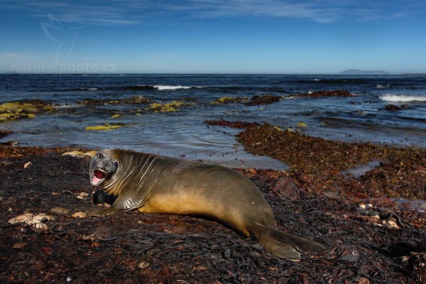 Rypouš sloní (Mirounga leonina), Rypouš sloní (Mirounga leonina), Elephant seal, Autor: Ondřej Prosický | NaturePhoto.cz, Model: Canon EOS 5D Mark II, Objektiv: Canon EF 500mm f/4 L IS USM, Ohnisková vzdálenost (EQ35mm): 29 mm, stativ Gitzo, Clona: 8.0, Doba expozice: 1/100 s, ISO: 100, Kompenzace expozice: -2/3, Blesk: Ne, Vytvořeno: 26. ledna 2009 9:46:38, Carcas Island (Falklandské ostrovy)  