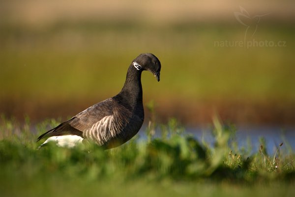 Berneška tmavá (Branta bernicla), Berneška tmavá (Branta bernicla), Brant or Brent Goose, Autor: Ondřej Prosický | NaturePhoto.cz, Model: Canon EOS-1D Mark IV, Objektiv: Canon EF 500mm f/4 L IS USM, Ohnisková vzdálenost (EQ35mm): 910 mm, stativ Gitzo, Clona: 6.3, Doba expozice: 1/2000 s, ISO: 800, Kompenzace expozice: 0, Blesk: Ne, Vytvořeno: 5. května 2010 7:46:09, ostrov Texel (Holandsko) 