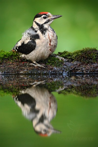 Strakapoud jižní (Dendrocopos syriacus), Strakapoud jižní (Dendrocopos syriacus) Syrian Woodpecker, Autor: Ondřej Prosický | NaturePhoto.cz, Model: Canon EOS-1D Mark III, Objektiv: Canon EF 500mm f/4 L IS USM, Ohnisková vzdálenost (EQ35mm): 650 mm, stativ Gitzo, Clona: 5.0, Doba expozice: 1/100 s, ISO: 1600, Kompenzace expozice: -1, Blesk: Ne, Vytvořeno: 19. června 2010 17:53:14, Debrecen (Maďarsko) 