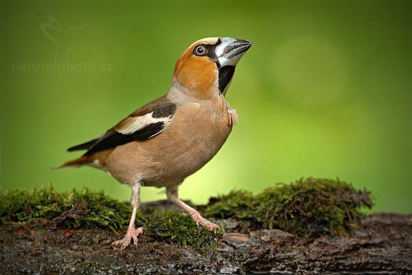 Dlask tlustozobý (Coccothraustes coccothraustes), Dlask tlustozobý (Coccothraustes coccothraustes) Hawfinch, Autor: Ondřej Prosický | NaturePhoto.cz, Model: Canon EOS-1D Mark III, Objektiv: Canon EF 500mm f/4 L IS USM, Ohnisková vzdálenost (EQ35mm): 650 mm, stativ Gitzo, Clona: 4.5, Doba expozice: 1/250 s, ISO: 1000, Kompenzace expozice: -2/3, Blesk: Ne, Vytvořeno: 19. června 2010 17:08:33, Debrecen (Maďarsko) 