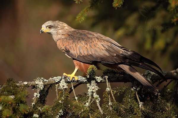 Luňák hnědý (Milvus migrans)