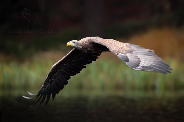 Orel mořský (Haliaeetus albicilla), Orel mořský (Haliaeetus albicilla) White-tailed Eagle, Autor: Ondřej Prosický | NaturePhoto.cz, Model: Canon EOS 5D Mark II, Objektiv: Canon EF 500mm f/4 L IS USM, Ohnisková vzdálenost (EQ35mm): 500 mm, stativ Gitzo, Clona: 5.6, Doba expozice: 1/640 s, ISO: 1600, Kompenzace expozice: -1 1/3, Blesk: Ne, Vytvořeno: 14. listopadu 2010 10:28:22, zvíře v lidské péči, Herálec, Vysočina (Česko) 