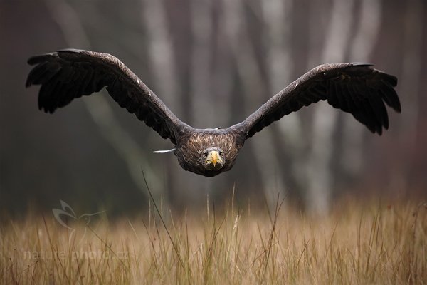 Orel mořský (Haliaeetus albicilla), Orel mořský (Haliaeetus albicilla) White-tailed Eagle,  Autor: Ondřej Prosický | NaturePhoto.cz, Model: Canon EOS 5D Mark II, Objektiv: Canon EF 500mm f/4 L IS USM, Ohnisková vzdálenost (EQ35mm): 500 mm, stativ Gitzo, Clona: 6.3, Doba expozice: 1/1250 s, ISO: 1000, Kompenzace expozice: -1 1/3, Blesk: Ne, Vytvořeno: 14. listopadu 2010 11:10:29, zvíře v lidské péči, Herálec, Vysočina (Česko) 