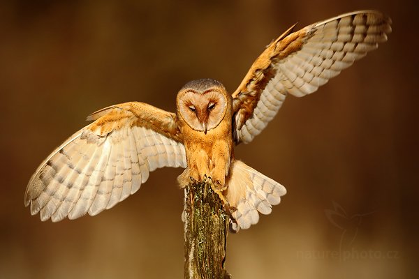 Sova pálená (Tyto alba), Sova pálená (Tyto alba), Barn Owl, Autor: Ondřej Prosický | NaturePhoto.cz, Model: Canon EOS 5D Mark II, Objektiv: Canon EF 500mm f/4 L IS USM, Ohnisková vzdálenost (EQ35mm): 500 mm, stativ Gitzo, Clona: 6.3, Doba expozice: 1/800 s, ISO: 200, Kompenzace expozice: -1/3, Blesk: Ano, Vytvořeno: 13. listopadu 2010 15:40:25, zvíře v lidské péči, Herálec, Vysočina (Česko)