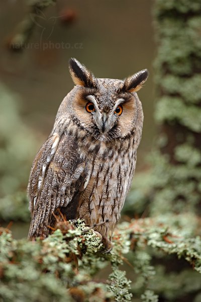 Kalous ušatý (Asio otus), Kalous ušatý (Asio otus), Long-eared Owl, Autor: Ondřej Prosický | NaturePhoto.cz, Model: Canon EOS 5D Mark II, Objektiv: Canon EF 500mm f/4 L IS USM, Ohnisková vzdálenost (EQ35mm): 500 mm, stativ Gitzo, Clona: 5.0, Doba expozice: 1/160 s, ISO: 1000, Kompenzace expozice: 0, Blesk: Ne, Vytvořeno: 13. listopadu 2010 10:00:25, zvíře v lidské péči, Herálec, Vysočina (Česko)