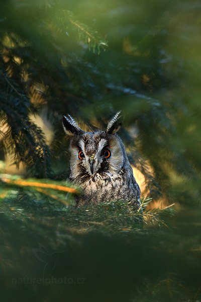 Kalous ušatý (Asio otus), Kalous ušatý (Asio otus), Long-eared Owl, Autor: Ondřej Prosický | NaturePhoto.cz, Model: Canon EOS-1D Mark III, Objektiv: Canon EF 500mm f/4 L IS USM, Ohnisková vzdálenost (EQ35mm): 650 mm, stativ Gitzo, Clona: 7.1, Doba expozice: 1/50 s, ISO: 500, Kompenzace expozice: -1, Blesk: Ne, Vytvořeno: 12. února 2011 13:05:51, zvíře v lidské péči, Herálec, Vysočina (Česko) 