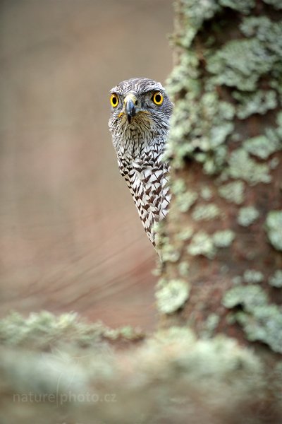 Jestřáb lesní (Accipiter gentilis), Jestřáb lesní (Accipiter gentilis) Goshawk, Autor: Ondřej Prosický | NaturePhoto.cz, Model: Canon EOS 5D Mark II, Objektiv: Canon EF 500mm f/4 L IS USM, Ohnisková vzdálenost (EQ35mm): 500 mm, stativ Gitzo, Clona: 5.0, Doba expozice: 1/160 s, ISO: 1600, Kompenzace expozice: 0, Blesk: Ne, Vytvořeno: 14. listopadu 2010 9:13:13, zvíře v lidské péči, Herálec, Vysočina (Česko) 