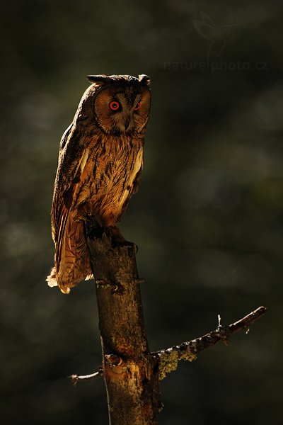 Kalous ušatý (Asio otus), Kalous ušatý (Asio otus), Long-eared Owl, Autor: Ondřej Prosický | NaturePhoto.cz, Model: Canon EOS-1D Mark III, Objektiv: Canon EF 500mm f/4 L IS USM, Ohnisková vzdálenost (EQ35mm): 650 mm, stativ Gitzo, Clona: 7.1, Doba expozice: 1/1250 s, ISO: 250, Kompenzace expozice: -2, Blesk: Ne, Vytvořeno: 12. února 2011 12:41:39, zvíře v lidské péči, Herálec, Vysočina (Česko) 