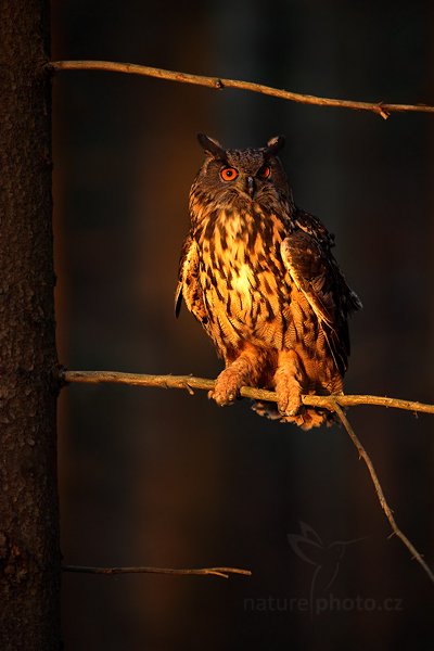 Výr velký (Bubo bubo), Výr velký (Bubo bubo), Eurasian Eagle Owl, Autor: Ondřej Prosický | NaturePhoto.cz, Model: Canon EOS 5D Mark II, Objektiv: Canon EF 500mm f/4 L IS USM, Ohnisková vzdálenost (EQ35mm): 500 mm, stativ Gitzo, Clona: 4.0, Doba expozice: 1/80 s, ISO: 2000, Kompenzace expozice: -1, Blesk: Ne, Vytvořeno: 13. listopadu 2010 16:57:24, zvíře v lidské péči, Herálec, Vysočina (Česko)