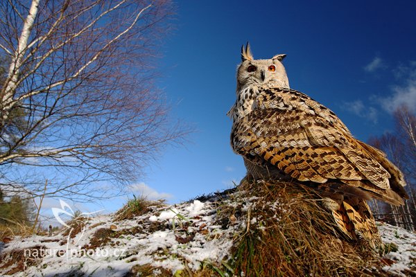 Výr velký západosibiřský (Bubo bubo sibiricus)