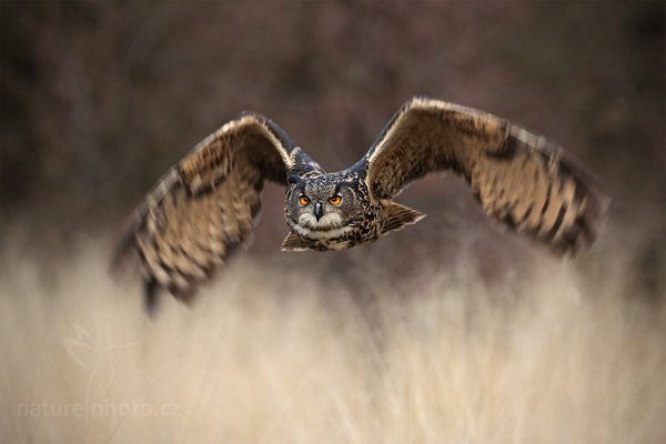 Výr velký (Bubo bubo), Výr velký (Bubo bubo), Eurasian Eagle Owl, Autor: Ondřej Prosický | NaturePhoto.cz, Model: Canon EOS 5D Mark II, Objektiv: Canon EF 500mm f/4 L IS USM, Ohnisková vzdálenost (EQ35mm): 500 mm, stativ Gitzo, Clona: 5.0, Doba expozice: 1/400 s, ISO: 640, Kompenzace expozice: -2/3, Blesk: Ne, Vytvořeno: 13. listopadu 2010 14:28:32, zvíře v lidské péči, Herálec, Vysočina (Česko) 