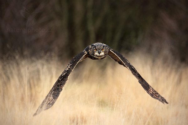 Výr velký (Bubo bubo), Výr velký (Bubo bubo), Eurasian Eagle Owl, Autor: Ondřej Prosický | NaturePhoto.cz, Model: Canon EOS 5D Mark II, Objektiv: Canon EF 500mm f/4 L IS USM, Ohnisková vzdálenost (EQ35mm): 500 mm, stativ Gitzo, Clona: 6.3, Doba expozice: 1/1000 s, ISO: 640, Kompenzace expozice: -2/3, Blesk: Ne, Vytvořeno: 13. listopadu 2010 14:36:47, zvíře v lidské péči, Herálec, Vysočina (Česko)