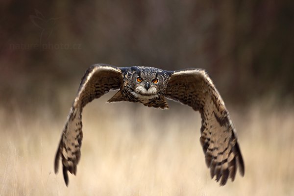 Výr velký (Bubo bubo), Výr velký (Bubo bubo), Eurasian Eagle Owl, Autor: Ondřej Prosický | NaturePhoto.cz, Model: Canon EOS 5D Mark II, Objektiv: Canon EF 500mm f/4 L IS USM, Ohnisková vzdálenost (EQ35mm): 500 mm, stativ Gitzo, Clona: 6.3, Doba expozice: 1/640 s, ISO: 640, Kompenzace expozice: -2/3, Blesk: Ne, Vytvořeno: 13. listopadu 2010 14:34:22, zvíře v lidské péči, Herálec, Vysočina (Česko) 