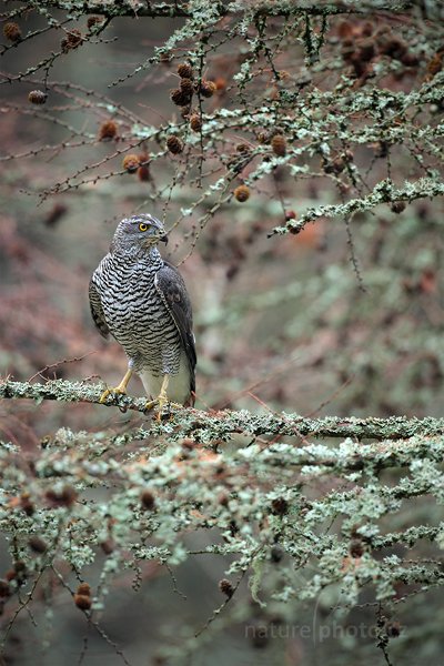 Jestřáb lesní (Accipiter gentilis), Jestřáb lesní (Accipiter gentilis) Goshawk, Autor: Ondřej Prosický | NaturePhoto.cz, Model: Canon EOS 5D Mark II, Objektiv: Canon EF 500mm f/4 L IS USM, Ohnisková vzdálenost (EQ35mm): 500 mm, stativ Gitzo, Clona: 5.0, Doba expozice: 1/100 s, ISO: 1600, Kompenzace expozice: 0, Blesk: Ne, Vytvořeno: 14. listopadu 2010 9:06:46, zvíře v lidské péči, Herálec, Vysočina (Česko)