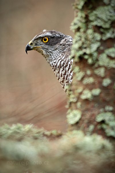 Jestřáb lesní (Accipiter gentilis), Jestřáb lesní (Accipiter gentilis) Goshawk, Autor: Ondřej Prosický | NaturePhoto.cz, Model: Canon EOS 5D Mark II, Objektiv: Canon EF 500mm f/4 L IS USM, Ohnisková vzdálenost (EQ35mm): 500 mm, stativ Gitzo, Clona: 5.0, Doba expozice: 1/160 s, ISO: 1600, Kompenzace expozice: 0, Blesk: Ne, Vytvořeno: 14. listopadu 2010 9:13:12, zvíře v lidské péči, Herálec, Vysočina (Česko) 