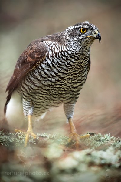 Jestřáb lesní (Accipiter gentilis), Jestřáb lesní (Accipiter gentilis) Goshawk, Autor: Ondřej Prosický | NaturePhoto.cz, Model: Canon EOS 5D Mark II, Objektiv: Canon EF 500mm f/4 L IS USM, Ohnisková vzdálenost (EQ35mm): 500 mm, stativ Gitzo, Clona: 5.0, Doba expozice: 1/125 s, ISO: 1600, Kompenzace expozice: 0, Blesk: Ne, Vytvořeno: 14. listopadu 2010 9:08:56, zvíře v lidské péči, Herálec, Vysočina (Česko)