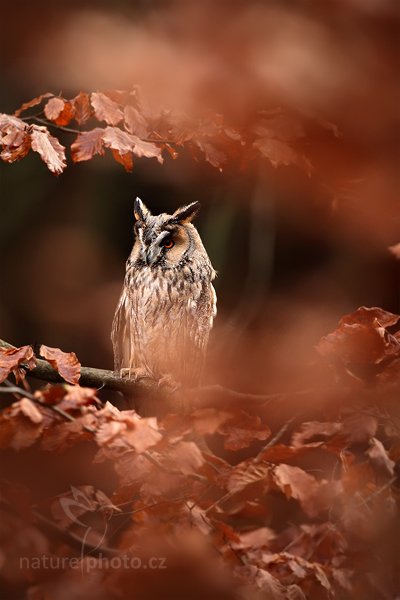 Kalous ušatý (Asio otus), Kalous ušatý (Asio otus), Long-eared Owl, Autor: Ondřej Prosický | NaturePhoto.cz, Model: Canon EOS 5D Mark II, Objektiv: Canon EF 500mm f/4 L IS USM, Ohnisková vzdálenost (EQ35mm): 500 mm, stativ Gitzo, Clona: 5.0, Doba expozice: 1/400 s, ISO: 1600, Kompenzace expozice: -1/3, Blesk: Ne, Vytvořeno: 13. listopadu 2010 10:51:13, zvíře v lidské péči, Herálec, Vysočina (Česko) 