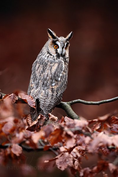 Kalous ušatý (Asio otus), Kalous ušatý (Asio otus), Long-eared Owl, Autor: Ondřej Prosický | NaturePhoto.cz, Model: Canon EOS 5D Mark II, Objektiv: Canon EF 500mm f/4 L IS USM, Ohnisková vzdálenost (EQ35mm): 500 mm, stativ Gitzo, Clona: 5.0, Doba expozice: 1/400 s, ISO: 1600, Kompenzace expozice: -2/3, Blesk: Ne, Vytvořeno: 13. listopadu 2010 10:40:11, zvíře v lidské péči, Herálec, Vysočina (Česko)