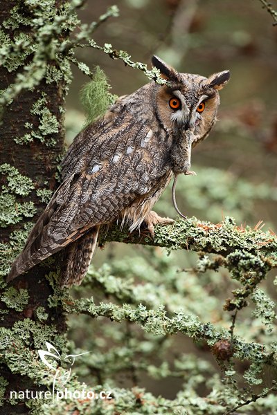 Kalous ušatý (Asio otus), Kalous ušatý (Asio otus), Long-eared Owl, Autor: Ondřej Prosický | NaturePhoto.cz, Model: Canon EOS 5D Mark II, Objektiv: Canon EF 500mm f/4 L IS USM, Ohnisková vzdálenost (EQ35mm): 500 mm, stativ Gitzo, Clona: 5.0, Doba expozice: 1/100 s, ISO: 800, Kompenzace expozice: 0, Blesk: Ne, Vytvořeno: 13. listopadu 2010 9:35:22, zvíře v lidské péči, Herálec, Vysočina (Česko) 