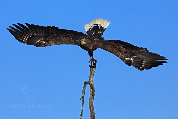 Orel mořský (Haliaeetus albicilla), Orel mořský (Haliaeetus albicilla) White-tailed Eagle, Autor: Ondřej Prosický | NaturePhoto.cz, Model: Canon EOS 5D Mark II, Objektiv: Canon EF 500mm f/4 L IS USM, Ohnisková vzdálenost (EQ35mm): 500 mm, stativ Gitzo, Clona: 8.0, Doba expozice: 1/1600 s, ISO: 250, Kompenzace expozice: -1/3, Blesk: Ne, Vytvořeno: 12. února 2011 7:04:32, zvíře v lidské péči, Herálec, Vysočina (Česko) 