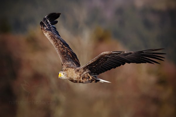 Orel mořský (Haliaeetus albicilla), Orel mořský (Haliaeetus albicilla) White-tailed Eagle, Autor: Ondřej Prosický | NaturePhoto.cz, Model: Canon EOS 5D Mark II, Objektiv: Canon EF 500mm f/4 L IS USM, Ohnisková vzdálenost (EQ35mm): 500 mm, stativ Gitzo, Clona: 7.1, Doba expozice: 1/1250 s, ISO: 400, Kompenzace expozice: -1/3, Blesk: Ne, Vytvořeno: 12. února 2011 6:33:53, zvíře v lidské péči, Herálec, Vysočina (Česko) 