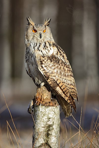 Výr velký západosibiřský (Bubo bubo sibiricus), Výr velký západosibiřský (Bubo bubo sibiricus), Autor: Ondřej Prosický | NaturePhoto.cz, Model: Canon EOS 5D Mark II, Objektiv: Canon EF 500mm f/4 L IS USM, Ohnisková vzdálenost (EQ35mm): 500 mm, stativ Gitzo, Clona: 5.0, Doba expozice: 1/640 s, ISO: 200, Kompenzace expozice: +2/3, Blesk: Ne, Vytvořeno: 12. února 2011 1:42:23, zvíře v lidské péči, Herálec, Vysočina (Česko) 