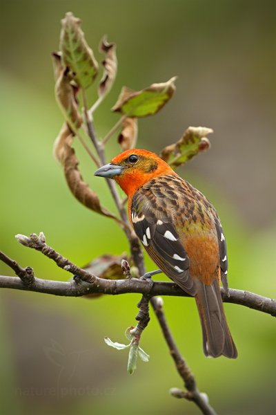 Tangara červenohnědá (Piranga bidentata)