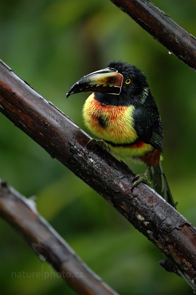 Arassari obojkový (Pteroglossus torquatus), Arassari obojkový (Pteroglossus torquatus), Collared Aracari, Autor: Ondřej Prosický | NaturePhoto.cz, Model: Canon EOS 7D, Objektiv: Canon EF 500mm f/4 L IS USM, Ohnisková vzdálenost (EQ35mm): 800 mm, stativ Gitzo, Clona: 4.0, Doba expozice: 1/80 s, ISO: 800, Kompenzace expozice: +1/3, Blesk: Ano, Vytvořeno: 11. prosince 2010 6:17:46, Turrialba (Kostarika)