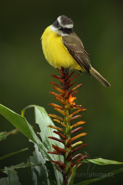 Tyran pospolitý (Myiozetetes similis), Tyran pospolitý (Myiozetetes similis) Social Flycatcher, Autor: Ondřej Prosický | NaturePhoto.cz, Model: Canon EOS 7D, Objektiv: Canon EF 500mm f/4 L IS USM, Ohnisková vzdálenost (EQ35mm): 800 mm, stativ Gitzo, Clona: 4.5, Doba expozice: 1/250 s, ISO: 1250, Kompenzace expozice: -1/3, Blesk: Ano, Vytvořeno: 10. prosince 2010 6:44:47, Turrialba (Kostarika)