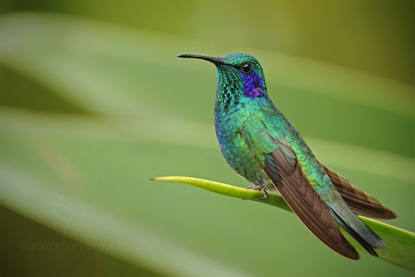 Kolibřík zelený (Colibri thalassinus), Kolibřík zelený (Colibri thalassinus) Green Violet-ear, Autor: Ondřej Prosický | NaturePhoto.cz, Model: Canon EOS 7D, Objektiv: Canon EF 500mm f/4 L IS USM, Ohnisková vzdálenost (EQ35mm): 1120 mm, stativ Gitzo, Clona: 5.6, Doba expozice: 1/400 s, ISO: 400, Kompenzace expozice: 0, Blesk: Ano, Vytvořeno: 13. prosince 2010 11:28:37, Turrialba (Kostarika) 